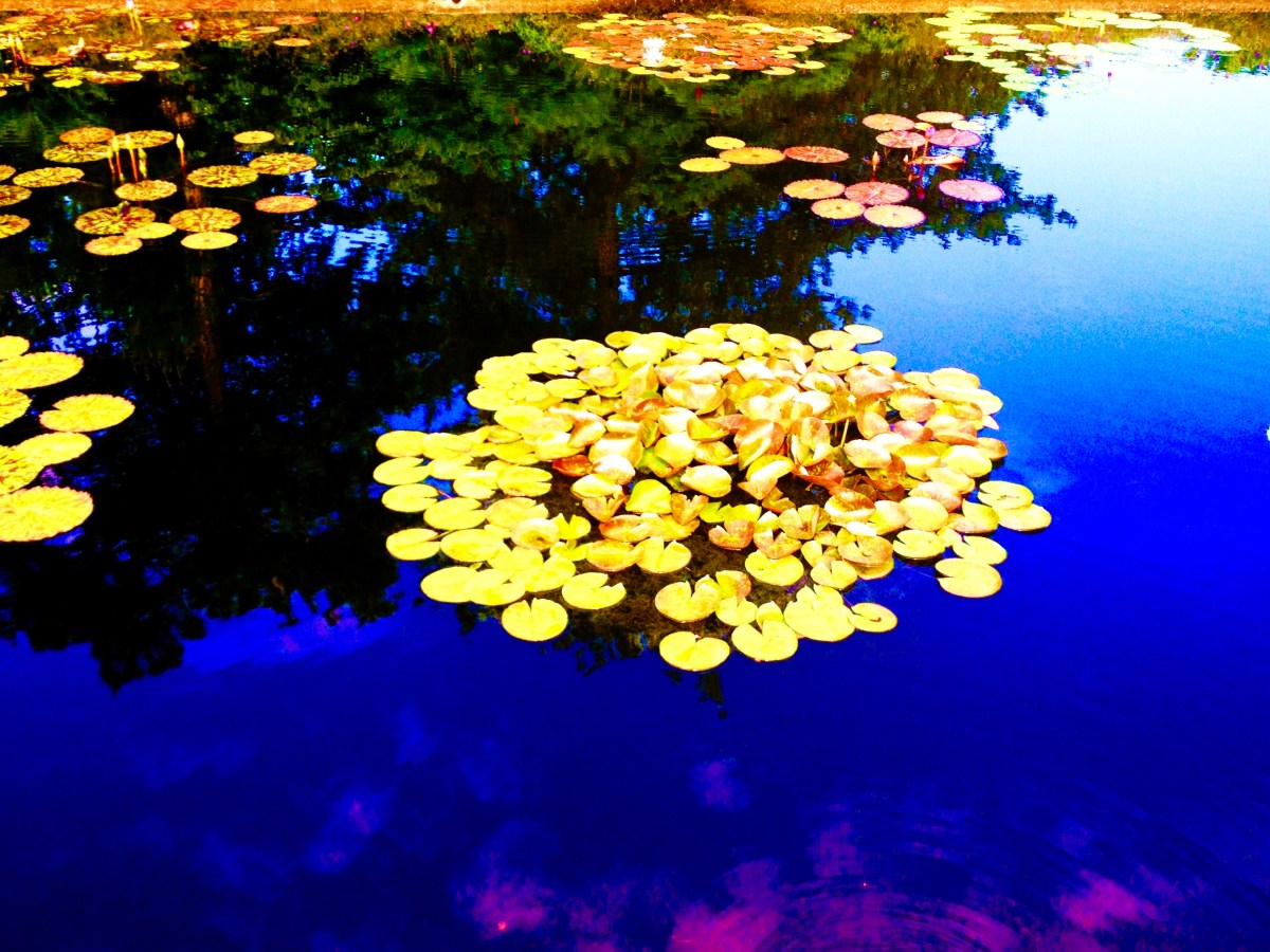 Is it Unplanted, Growing, or&nbsp;Dead?